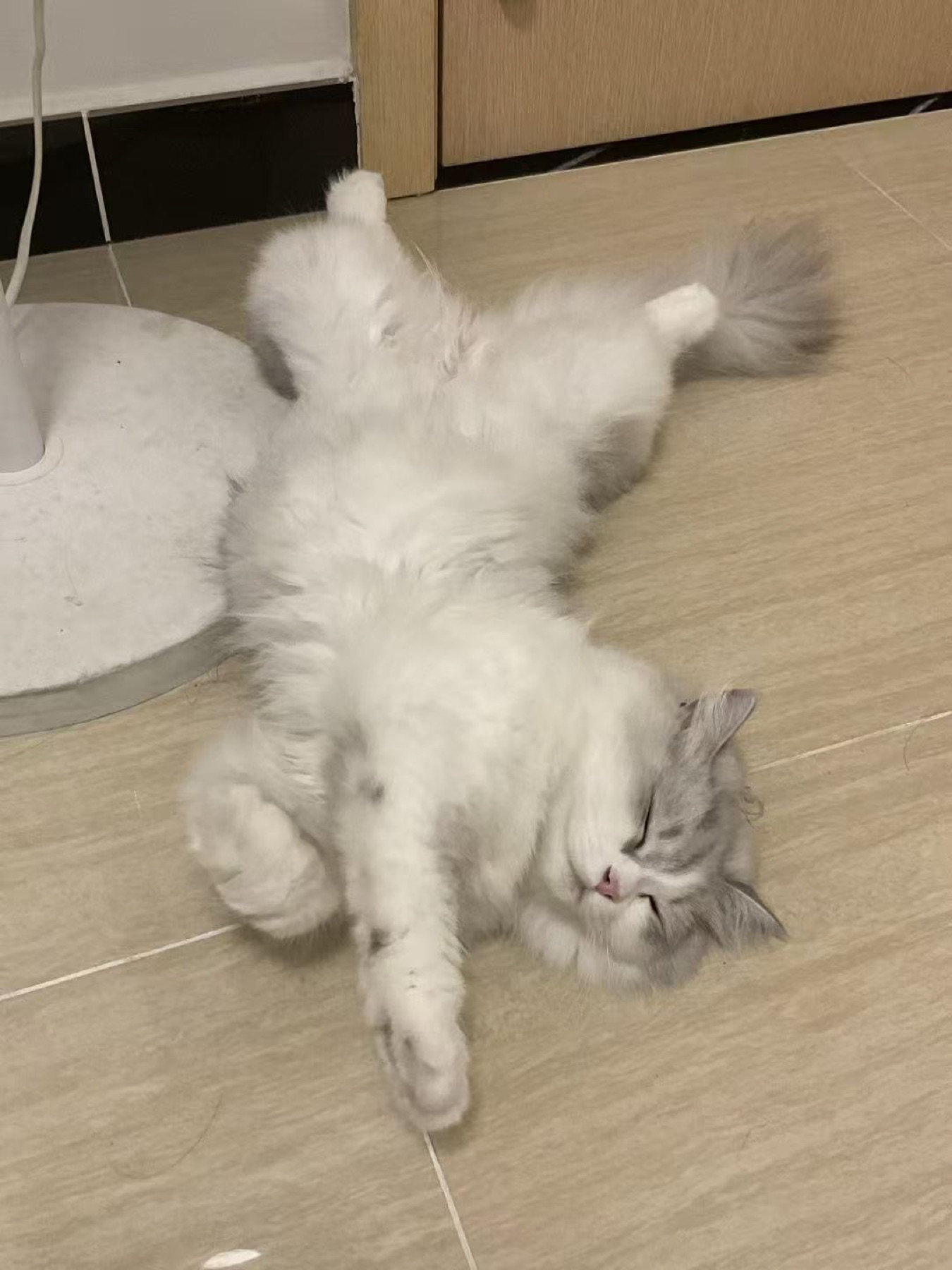 八八猫翻肚皮躺在地板上