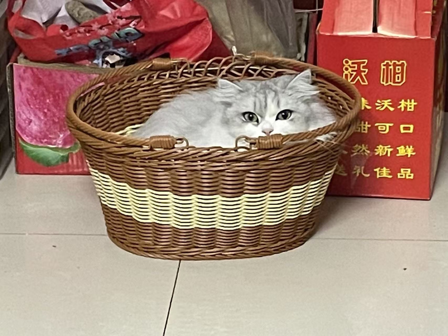 八八猫躲在篮子里