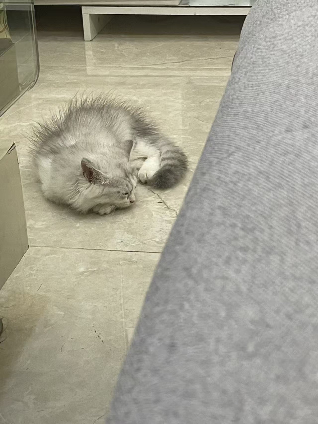 八八猫蜷在地面上休息
